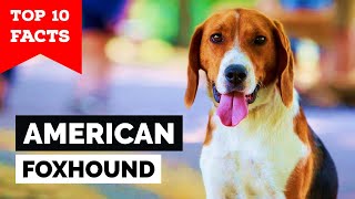 American Foxhound  Top 10 Facts [upl. by Riki]