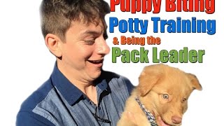 Advice that Anyone with a Dog Needs to Know Puppy Biting Potty Training amp Being the Pack Leader [upl. by Nivart987]