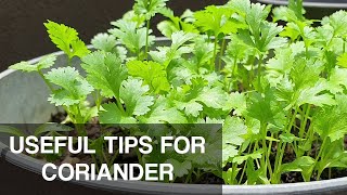 GROW CORIANDER in MALAYSIA  useful tips to grow it successfully [upl. by Ignatia]