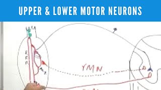 Upper and Lower Motor Neuron Lesions [upl. by Marlane752]