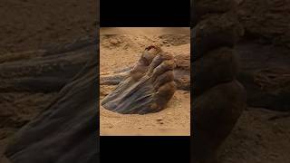 Mummy Feet Appears In Saqqara viral travel ancient history ancienthistory worldhistory [upl. by Hearsh]