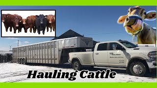 Loading and Hauling Cattle 2021 [upl. by Levitus29]