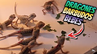 Criadero De Dragones Barbudos Alan Gamborino Parte 2 [upl. by Skill]