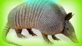 los armadillos de la sierra ♣♣ El greñas ♣♣ [upl. by Bollen354]