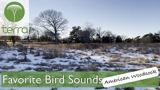 Favorite Bird Sounds American Woodcock [upl. by Rehctelf]