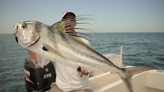 PANAMA  INSHORE FISHING  CUBERA  JACKS  ROOSTERFISH [upl. by Annaed]