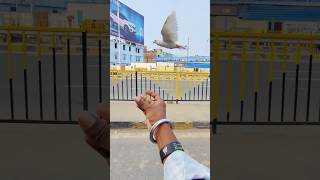 Kar Wale Ka Reaction Check Karo 😱 dosti youtubeshorts pigeonlover pigeons viralvideo shorts [upl. by Hiltner]