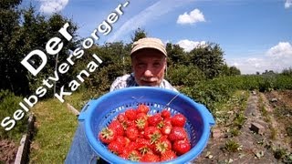 Gesunde Erdbeeren aus dem eigenen Garten ernten [upl. by Baylor560]