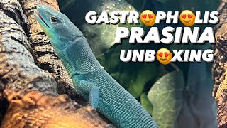 Gastropholis prasina Unboxing [upl. by Derron]