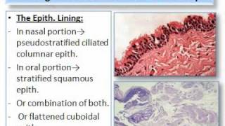 Cysts part 2 Oral Pathologywmv [upl. by Landbert450]