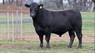 Lot 7 BHR22T331 Dunoon Spring Bull Sale 2024 [upl. by Stodder]