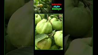 Should You Avoid eating Guava guava fruit guavafruit myth phlegm fruitfacts immunity fact [upl. by Gayner]