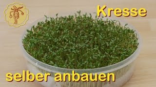 Kresse selber anbauen [upl. by Valerle]