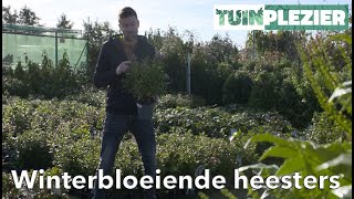 Arjans Top 5 Wintergroene én bloeiende heesters  TUINPLEZIER [upl. by Matlick]