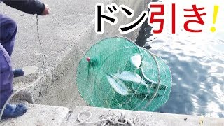 ドン引きー！堤防角で巨大魚だらけの釣り祭り456話目 [upl. by Nylyahs]