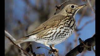 Κελάηδημα Τσίχλας  Turdus philomelos song [upl. by Aihsele]