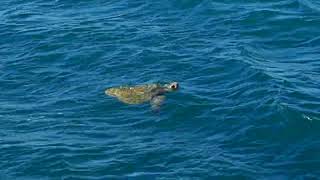 Sea Turtle 🐢 At Lee Breakwater Portland Victoria [upl. by Johnette]