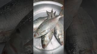 Hilsa Fish Fry Recipe shorts [upl. by Bowe]