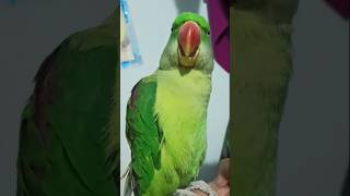 parrotnaturalparrotsoundshortvideo [upl. by Rovaert]