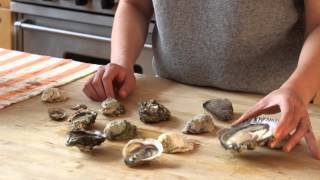 Understanding Types of Oysters [upl. by Margarette]