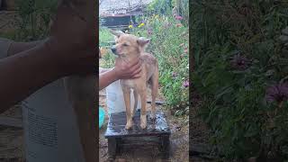 Dog take shower shortvideo animals doglover puppy dogfood pets [upl. by Ardnaeed]