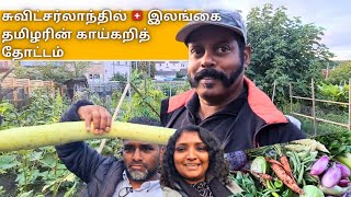 சுவிட்சர்லாந்தில் 🇨🇭 இலங்கை தமிழரின் காய்கறித்தோட்டம்  Home Garden Tour  Gardening HemasLife [upl. by Ib]