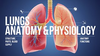 Lungs Structure amp Function Explained Anatomy Blood Supply Location Facts and Physiology [upl. by Atinav]