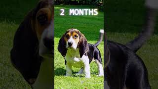 Basset Artésien Normand  From Puppy to Dog Transformation From 8 Weeks to 1 Year [upl. by Seerdi]