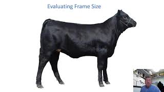 Understanding Feeder and Slaughter Cattle Grades [upl. by Alexander]