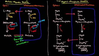 Shuttle Mechanisms MalateAspartate and GlycerolPhosphate [upl. by Sadnalor]