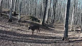 4 Pt Whitetail Buck [upl. by Ecadnarb]