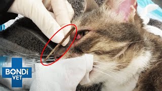 Enormous Stick Pulled From Behind Cats Eye 😱  Bondi Vet Clips  Bondi Vet [upl. by Millda]