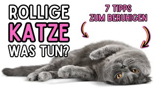 Rollige Katze Was tun 7 Tipps zum Beruhigen der Katze [upl. by Wolfram]