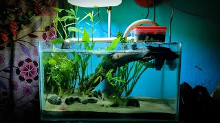 Aquarium Plants Wild Snails  NO CO2 NO Ferts Planted Tank  Project WILD GREEN [upl. by Leirea297]