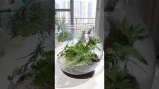 Part  6 Terrarium Maintenance Tips gardeningartzone TerrariumCare terrariumcare terrariumshop [upl. by Mcfarland]