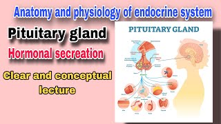 Pituitary gland and its Hormone  The Master Gland  By AbuBakar Med Plus [upl. by Olihs]