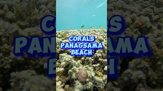 Corals Panagsama Beach Moalboal  diving sealife fish [upl. by Kenison]