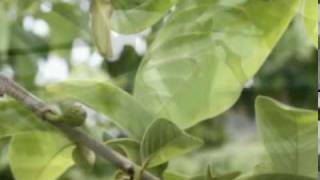 Cherimoya Hand Pollination part 1mpg [upl. by Kain6]