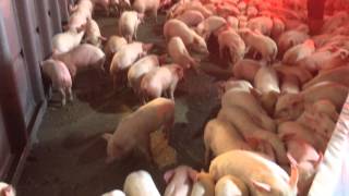 Piglets being held in a makeshift coral awaiting transport to Fairgrounds [upl. by Martine829]