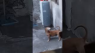 Mi perro está peleando con su cola 😹 [upl. by Nena]