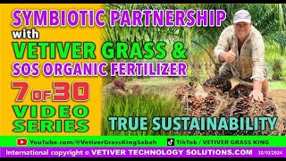 7 of 30 SYMBIOTIC RELATIONSHIP SERIES on SUSTAINABLE ORGANIC PALM OIL TREE PLANTATIONS TECHNOLOGY 11 [upl. by Past]