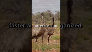 The Great Emu War shorts youtubeshorts [upl. by Clayborne72]