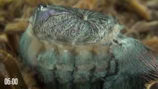 Tarantula molting is like alien from science fiction movie A must watch [upl. by Vassili]