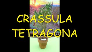 Crassula Tetragona 🪴🪴🪴 [upl. by Ilrebmyk]