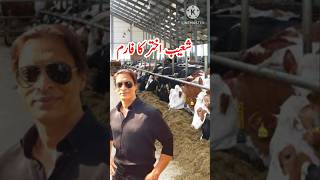 Shoaib Akhtar Dairy Farm  HF Cow Farming in Pakistan  Holstein Cow For Milk [upl. by Airetnohs516]