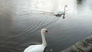 Swans and sunset at Christchurch QuayRiver Stour Dorset England 221024 [upl. by Aggappe901]