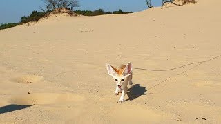 Long Leash Desert Walk with our Fennec Fox [upl. by Ellivro]