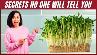 How to Grow Microgreens Without Soil Expert Secret Tricks [upl. by Oigolue528]