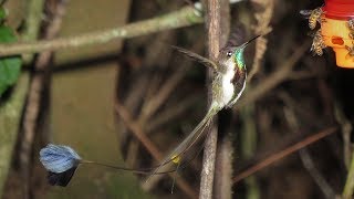 Birding Northern Peru The marvelous Spatuletail [upl. by Farica]