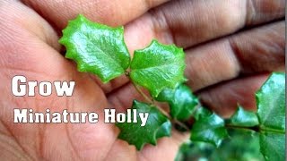 How to Grow Miniature Holly as Bonsai  Malpighia Coccigera Care amp tips  Mammal Bonsai [upl. by Druce]